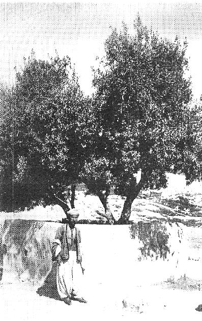 Факир Али у оливковой рощи